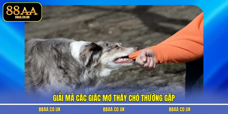 Giải mã các giấc mơ thấy chó thường gặp