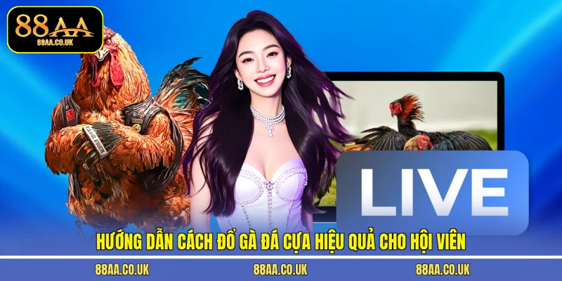 cách đổ gà đá cựa