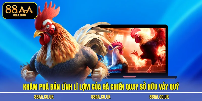 Khám phá bản lĩnh lì lợm của gà chiến quay sở hữu vảy quý