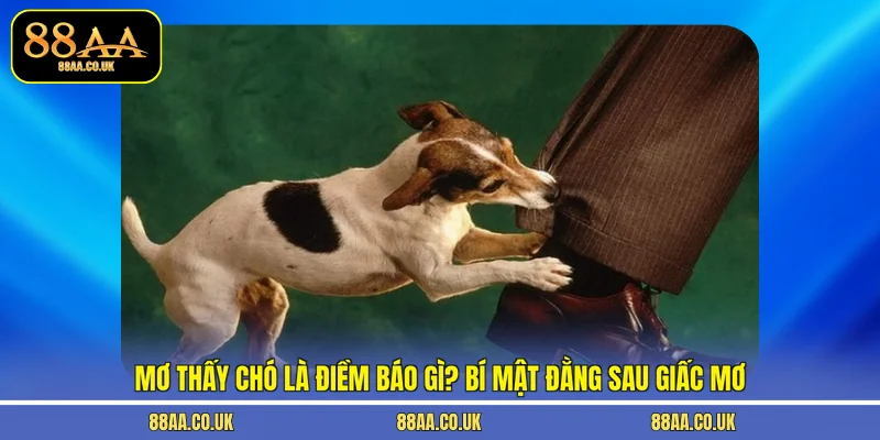 mơ thấy chó