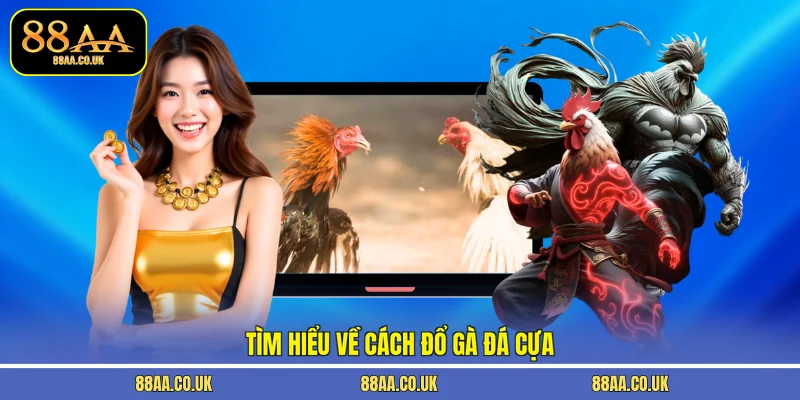 Tìm hiểu về cách đổ gà đá cựa